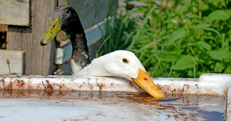 Stadt Land Fluss Kategorien: welche sind wirklich lustig?